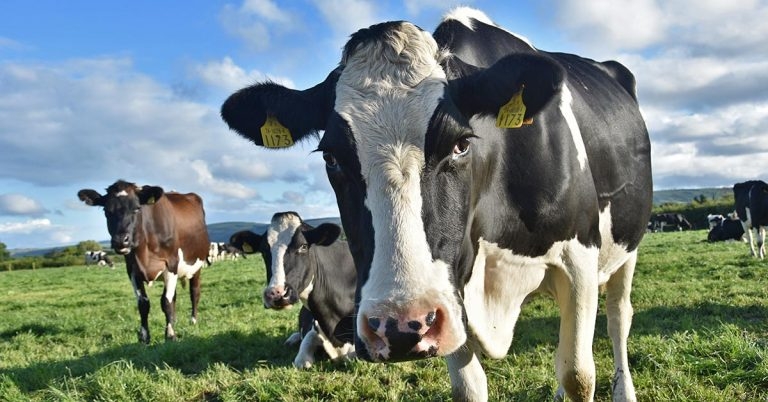 Vet organisations in cautious welcome for commission