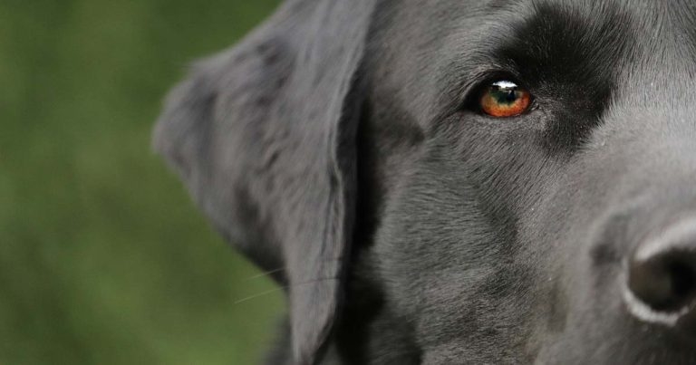 PhD study to assess dog welfare tool