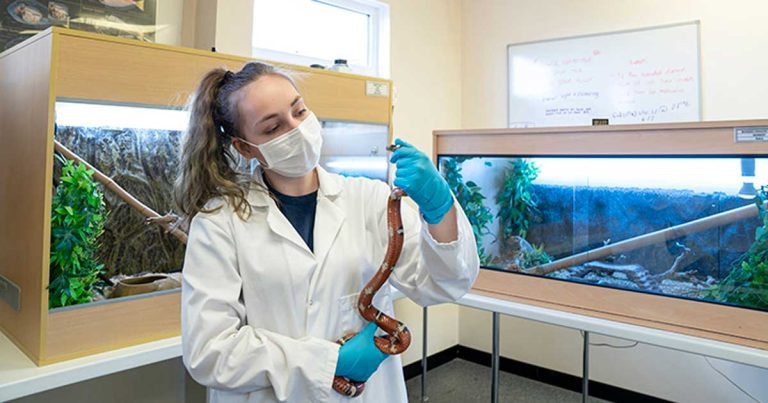 Student safety ‘top priority’ as vet schools set to reopen