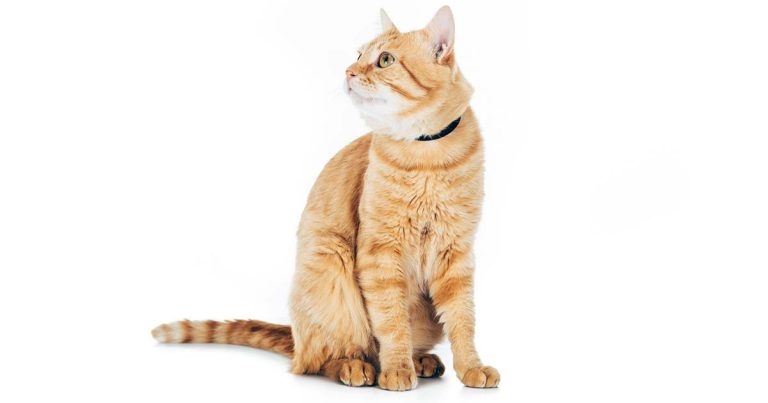 Vets: welfare issues in CATS report ‘worrying’
