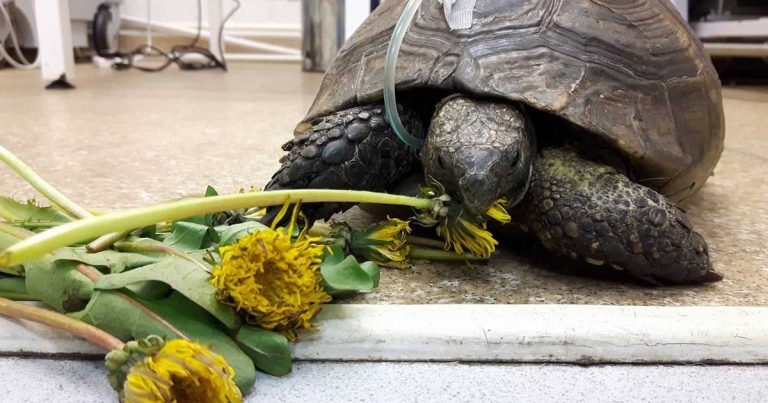 Shell rot: a clinical approach and treatment