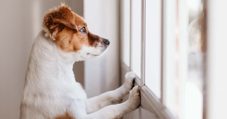 Most dog owners can’t read stress signals, findings show