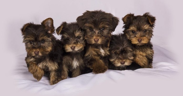 Study finds 60% of dogs neutered by 15 months old