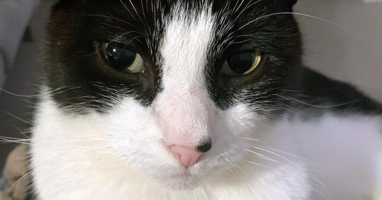 Cat back on all fours after reconstructive surgery