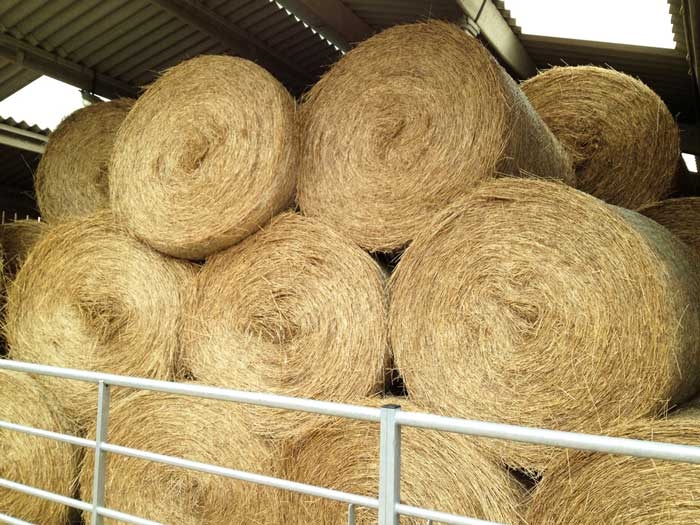 Equine asthma – a broad look at problems, causes and treatment
