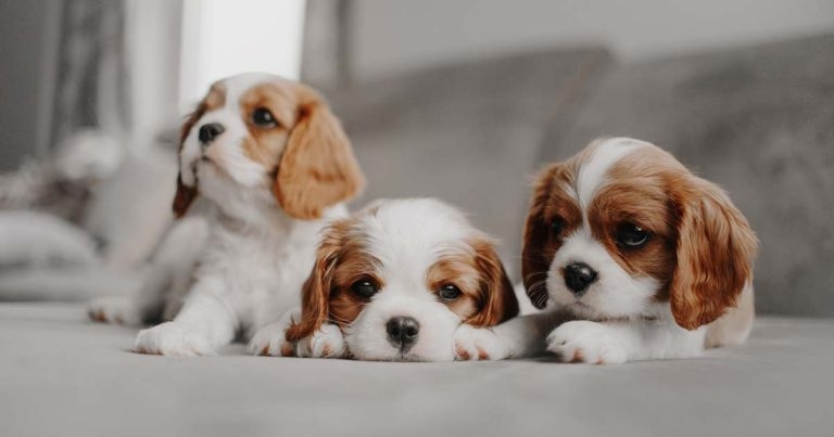 Praise for plans to hit dodgy dog fertility clinics in Scotland