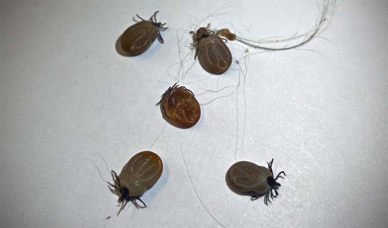 Tick control in dogs – risk-based approach and owner engagement