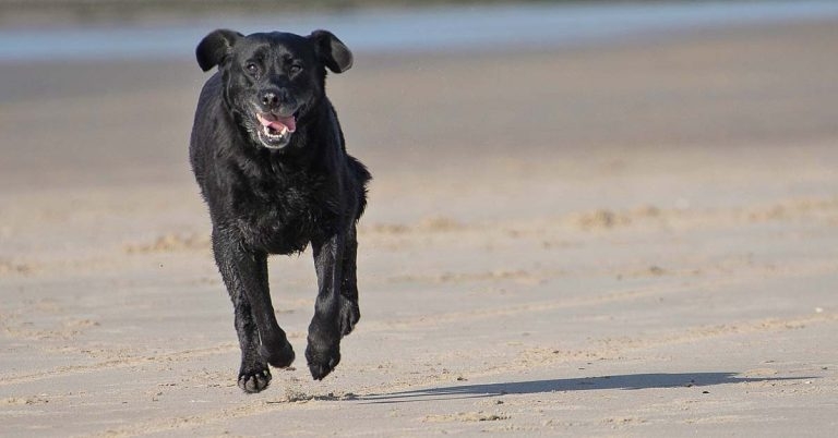 RVN issues warning as mystery illness leaves dogs unwell 