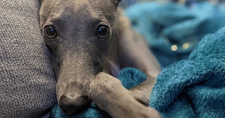 Blue gets colour back in his cheeks after specialist spinal surgery