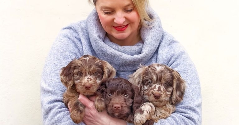 UK’s first dog breeding qualification launched