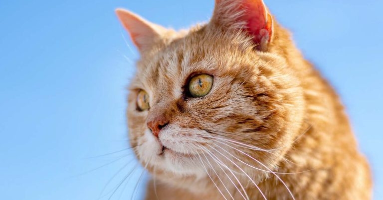 Pets at Home Group launches £100k feline pancytopenia research fund