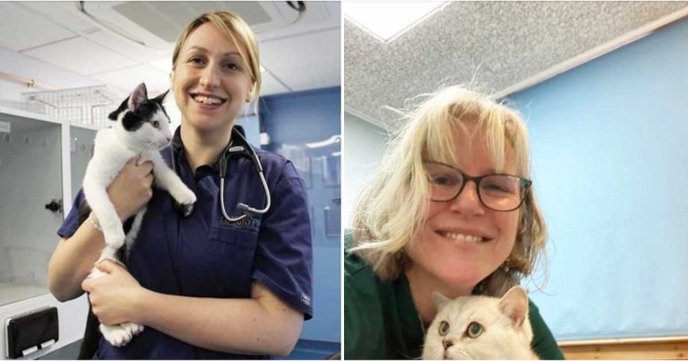 Two-day interactive feline CPD to aim at general practitioners