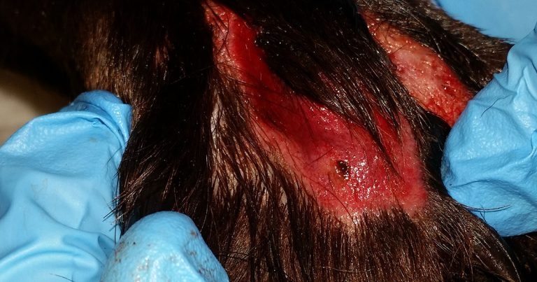 Anderson Moores confirms two more Alabama rot cases
