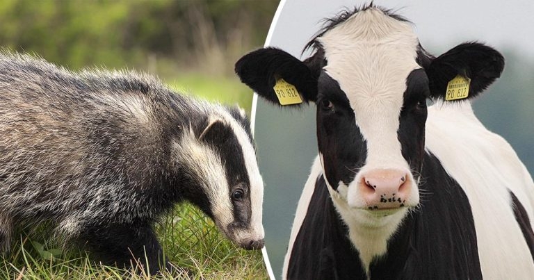 Concerns that badger culling will continue past 2025 target