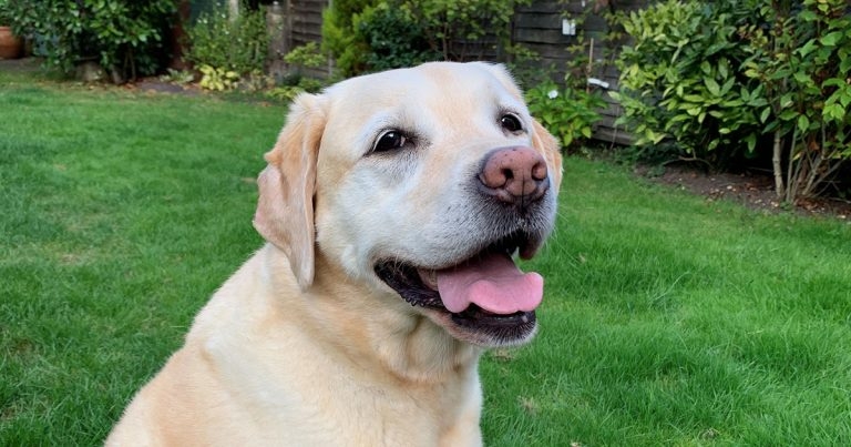 Vets save Labrador retriever with eight-hour intestinal surgery