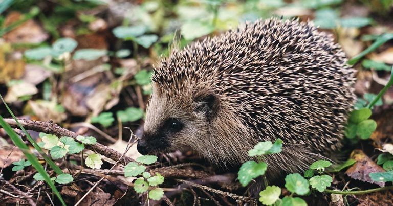 New BSAVA collection to help hedgehogs