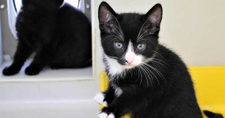 Kitten abandonments up by a quarter in 2022