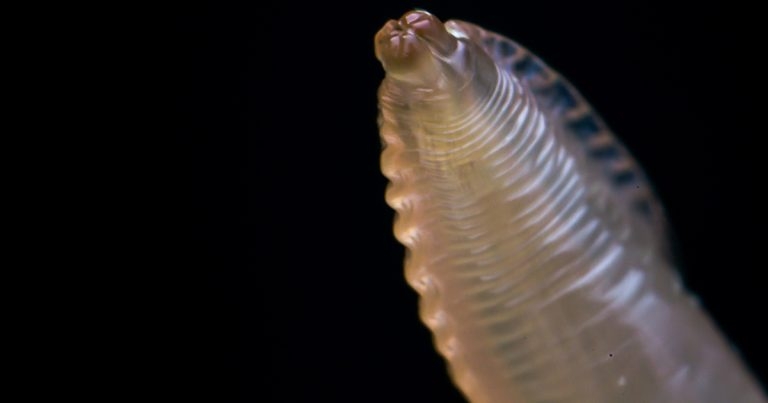 What to do about worms – how can vet nurses help owners?
