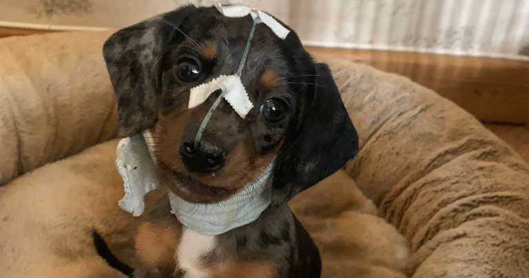 Charity’s joy as vets rebuild Walter’s face after attack by mother