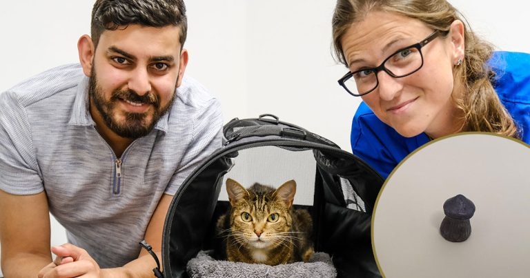 Vets save cat badly injured by single air gun pellet