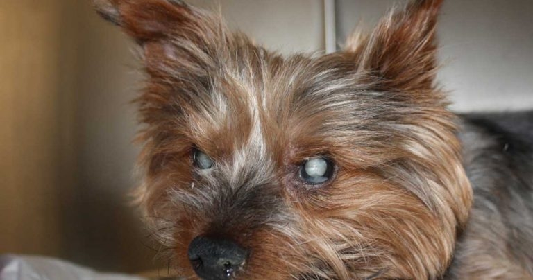 An update on monitoring diabetes mellitus in dogs
