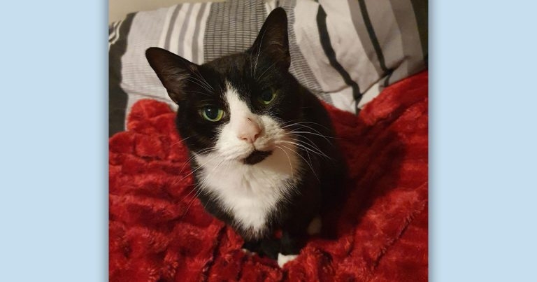 Feline heart failure discovery after sofa jump