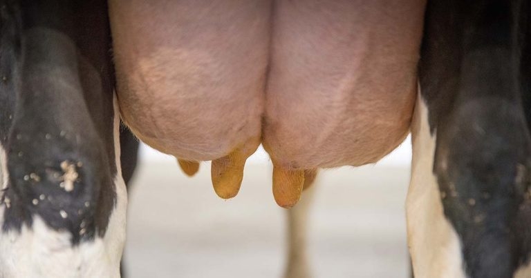 Causes, prevention and treatment strategies for tackling mastitis