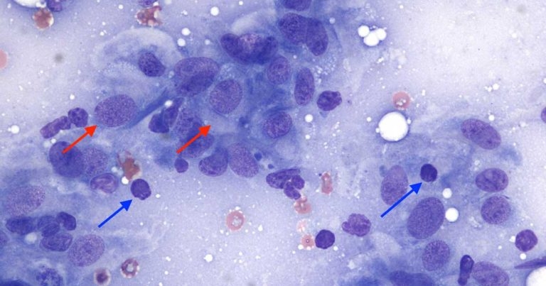 Lymphadenopathy – a case in an English springer spaniel