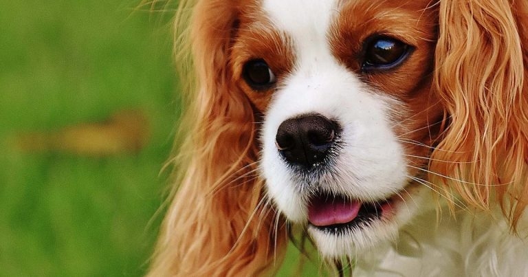 Canine heart disease: nursing considerations