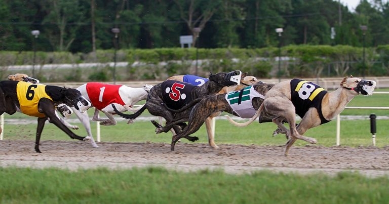 Greyhound racing regulator appoints new head regional vets