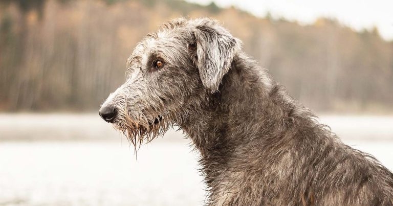 Dilated cardiomyopathy in dogs