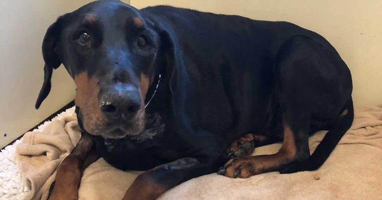 New RVC study highlights risks of canine hypothyroidism