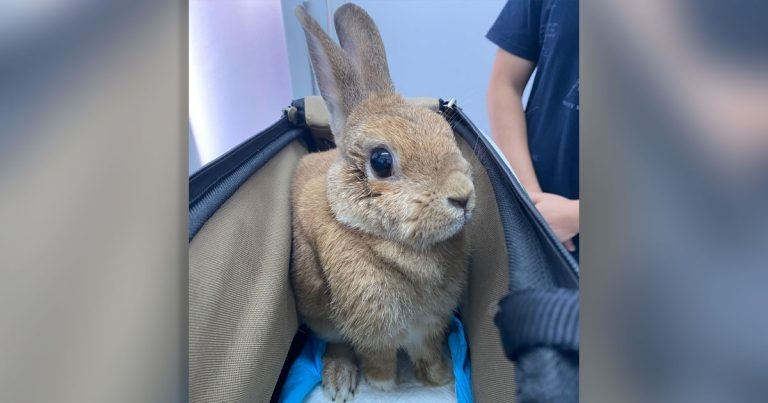 Vets need to be aware of rabbit GDV danger