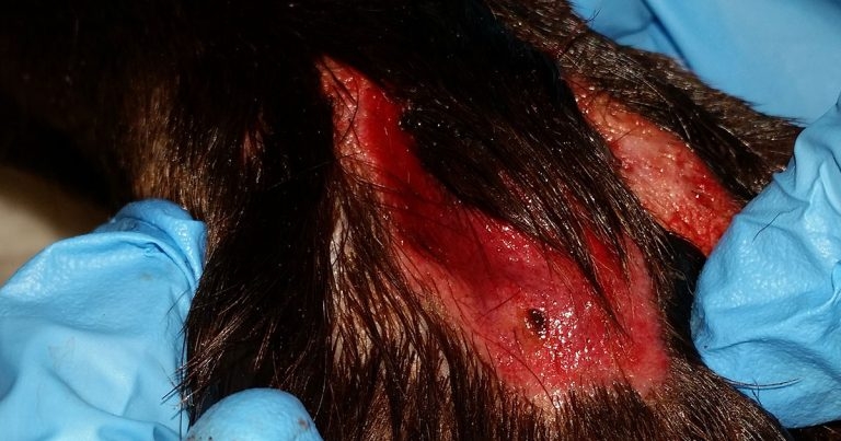 First autumn Alabama rot case is confirmed