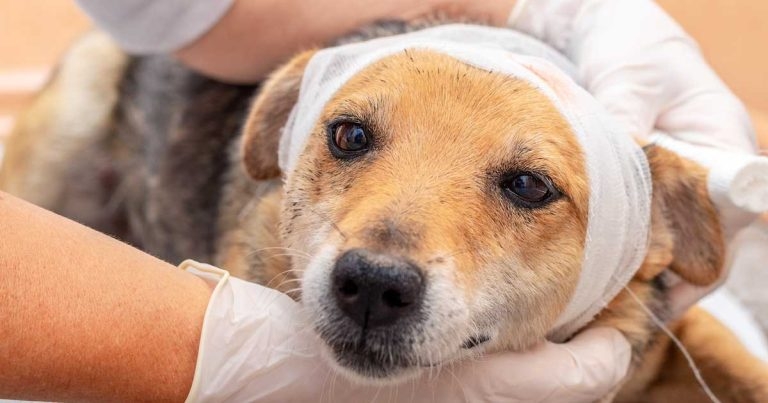 Managing head trauma – the VN’s role in treating cases