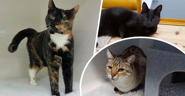 The link between coat colour, disease and behaviour in cats