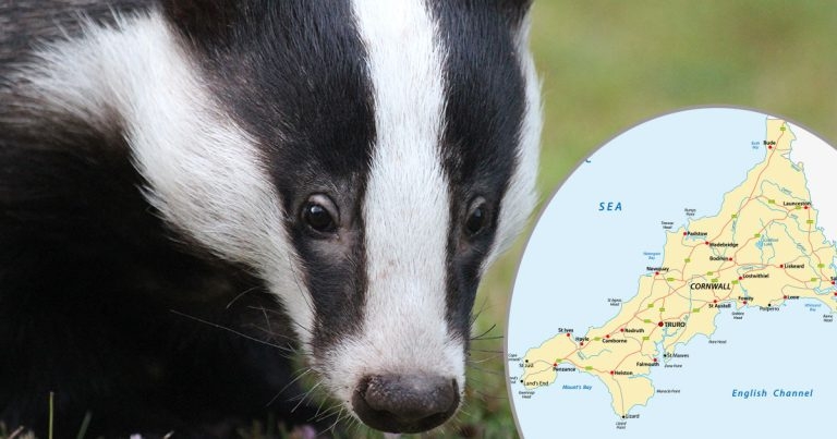 Trust’s festive bid to expand badger bTB vaccination work