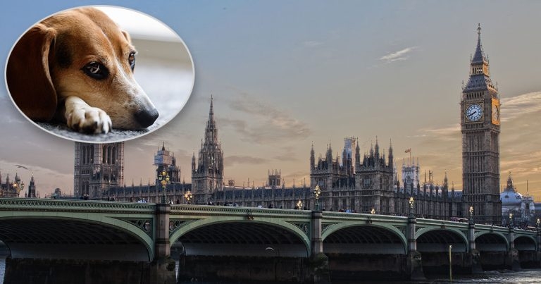 Welfare agenda could ‘collapse’ over stalled Kept Animals Bill