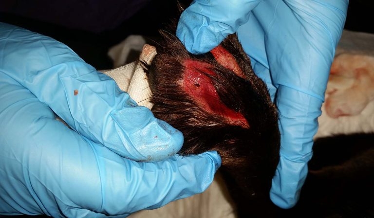Nine new CRGV cases confirmed in England