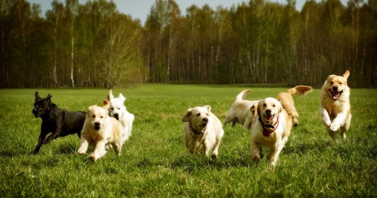 Gastrointestinal bleeding in dogs