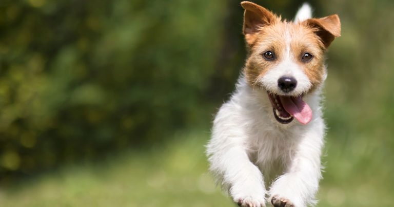 Study reveals extent of funding for UK’s canine research