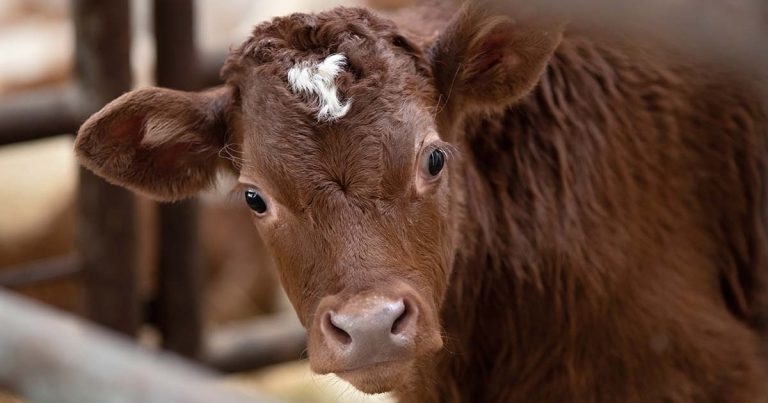 Bovine respiratory disease: how vets can help farmers