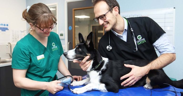 ChesterGates offers heart murmur clinic for puppies and kittens