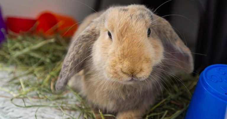 Looking after small mammals – rabbit care