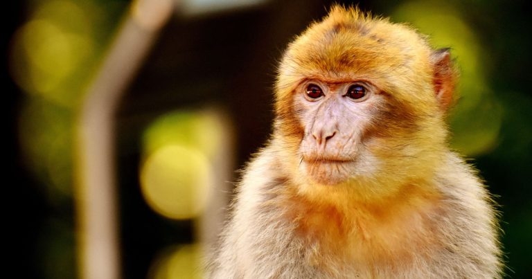 BVA welcomes primate ban consultation