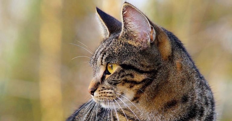 Boehringer Ingelheim announces feline spot-on portfolio changes