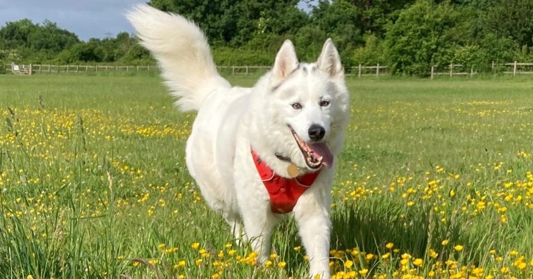 Pioneering Southfields treatment saves heart tumour husky