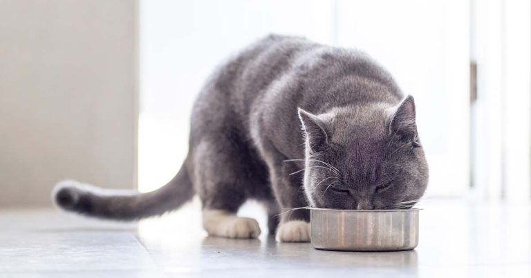 Chronic kidney disease in cats: early dietary intervention and needs
