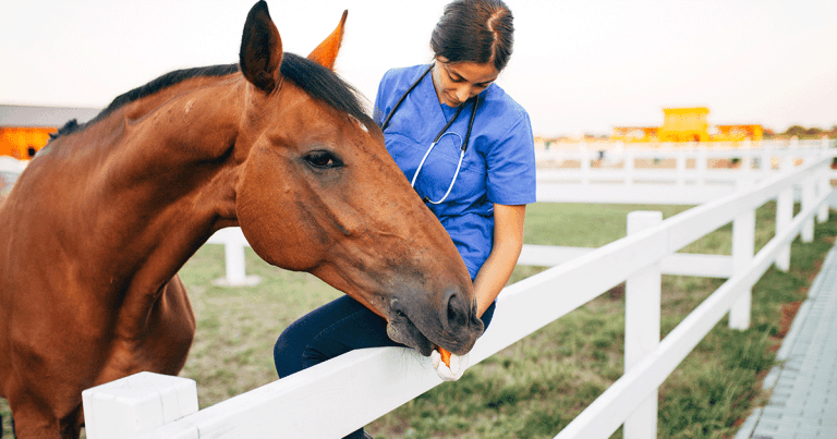 Time running out to secure London Horse Show CPD places