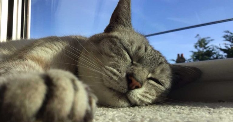 Cat reunion ‘shows value of microchip’, RSPCA says